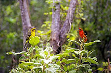 Costa Rica-Pacific Coast-Kaleidoscope Ride - Volcanoes and Paramo